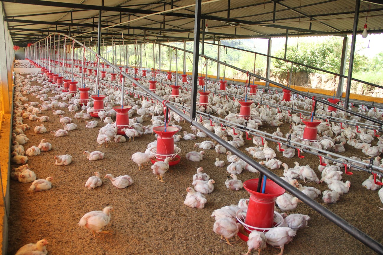Broiler Chicks