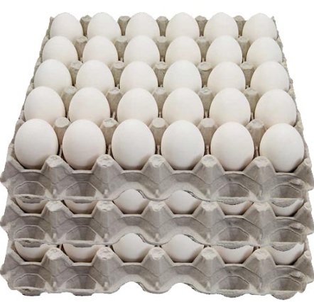BV300 Egg