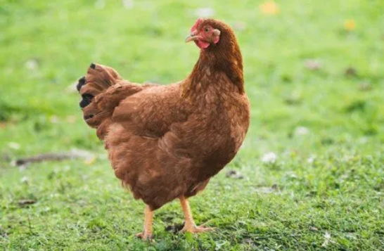 BV380 Hen