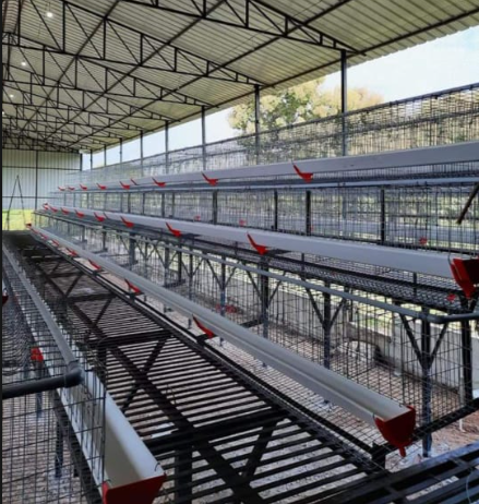 Layer cages