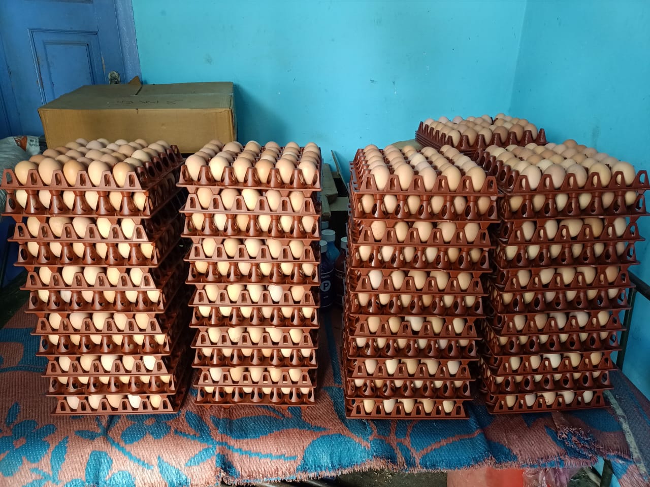 BV380 Egg
