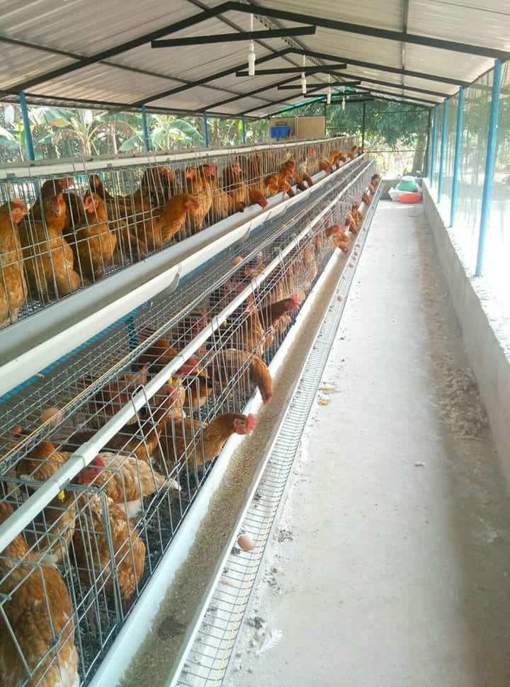 Poultry Medicines